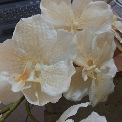 Gul KY-FLOW-02